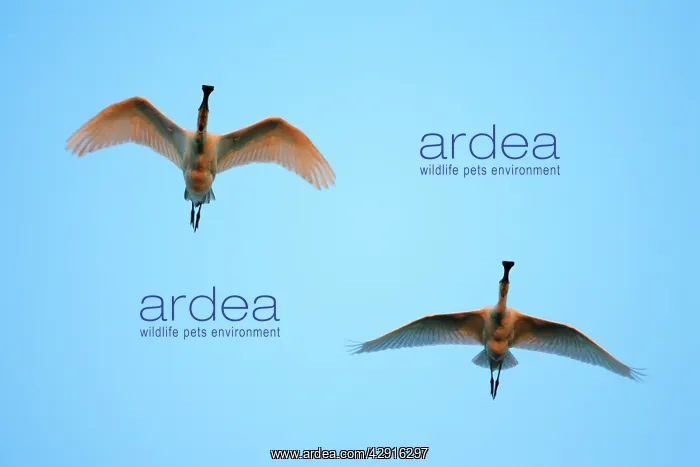 : Spoonbill - 2 birds in flight, at sunset : Spoonbill - 2 birds in flight, at sunset