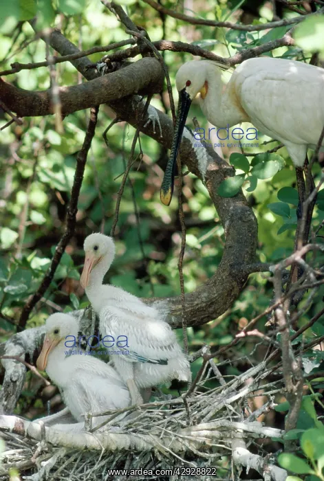 : Spoonbill - adult & chicks : Spoonbill - adult & chicks