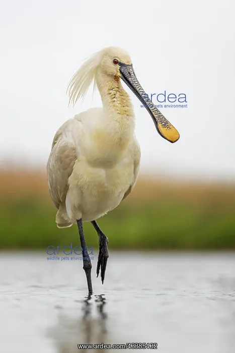 : Spoonbill eurasian spoonbill (Platalea leucorodia) : Spoonbill eurasian spoonbill (Platalea leucorodia)