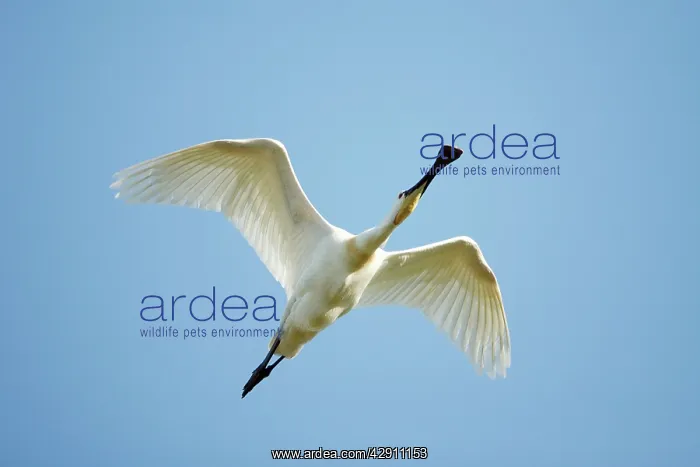 : Spoonbill - in flight : Spoonbill - in flight