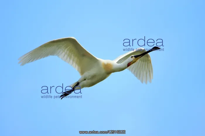 : Spoonbill - in flight : Spoonbill - in flight