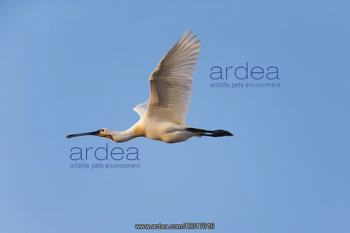  : Spoonbill - in flight, Island of Texel, The Netherlands