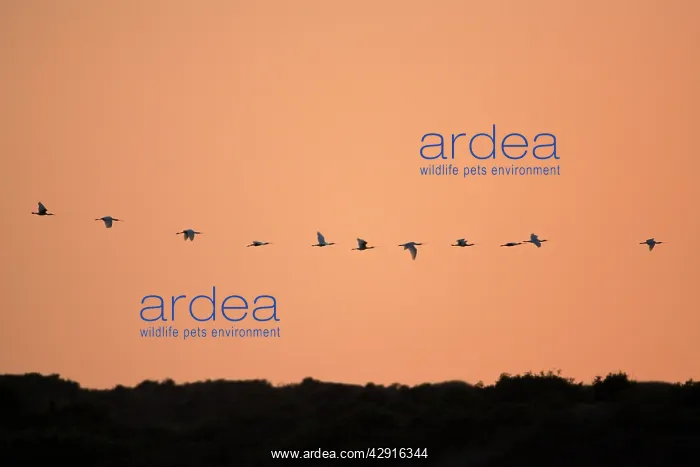 : Spoonbill - flock in flight formation over sand : Spoonbill - flock in flight formation over sand