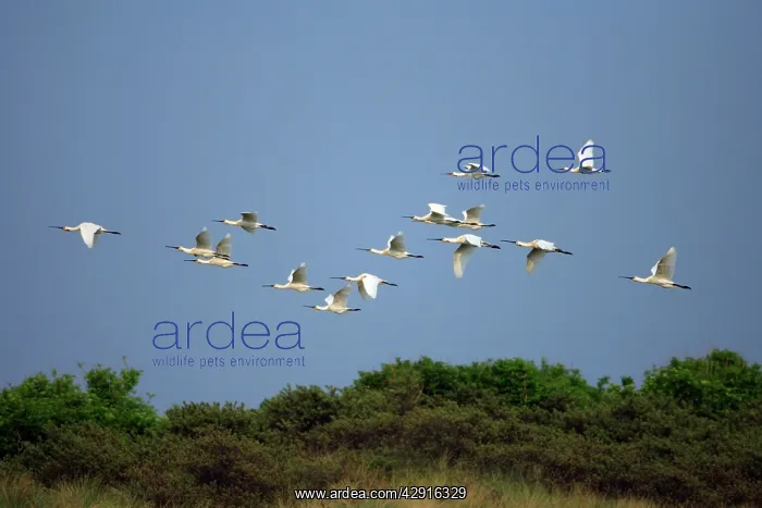 : Spoonbill - flock in flight over sand dunes : Spoonbill - flock in flight over sand dunes