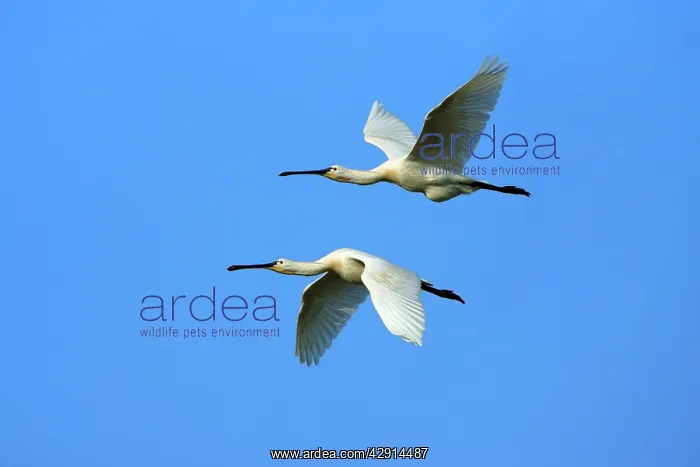 : Spoonbill - pair in flight, Texel, Holland : Spoonbill - pair in flight, Texel, Holland