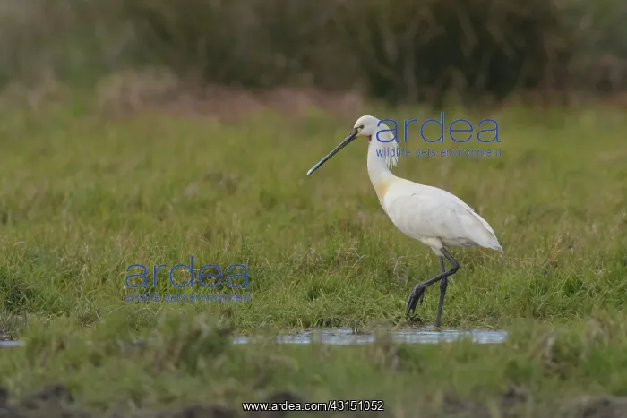  : Spoonbill (Platalea leucorodia) foraging in wetlands