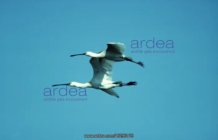 : SPOONBILL - x two in flight : SPOONBILL - x two in flight