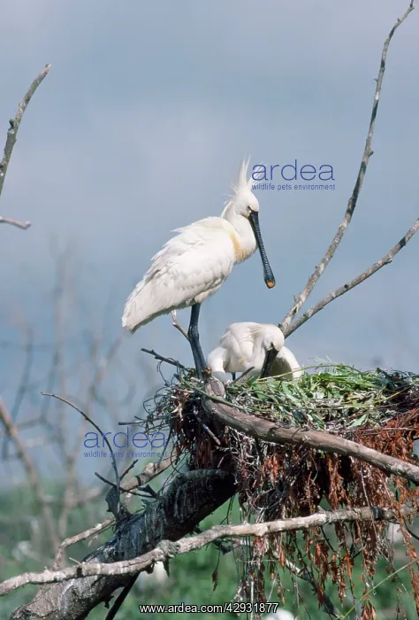 : SPOONBILLS - AT NEST : SPOONBILLS - AT NEST