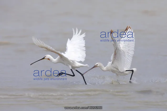 : Two spoonbills (Platalea leucorodia), running in : Two spoonbills (Platalea leucorodia), running in