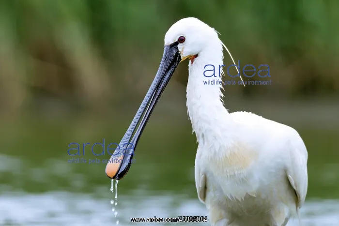 : Spoonbills reach a body length of 80, 90cm (Spoonbill) ( : Spoonbills reach a body length of 80, 90cm (Spoonbill) (
