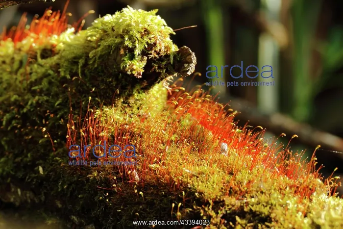  : Spore capsules of the golden lady's moss (Polytr