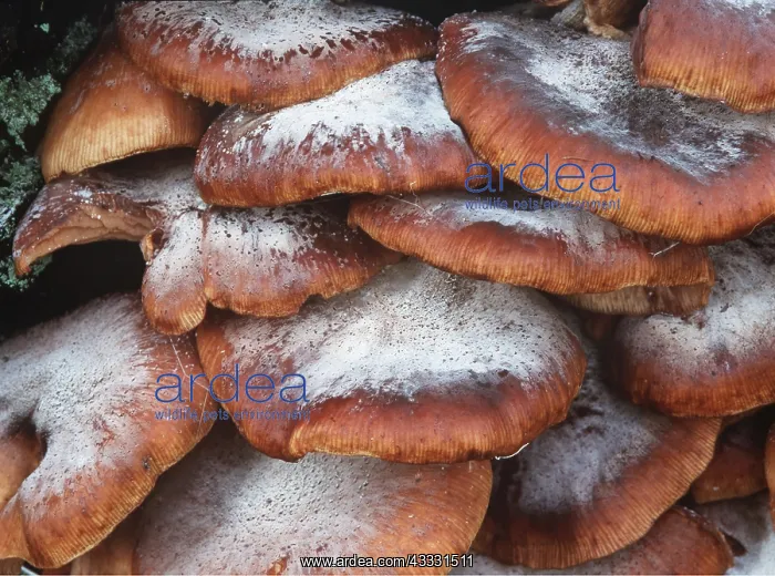 : SPORES ON HONEY FUNGUS : SPORES ON HONEY FUNGUS
