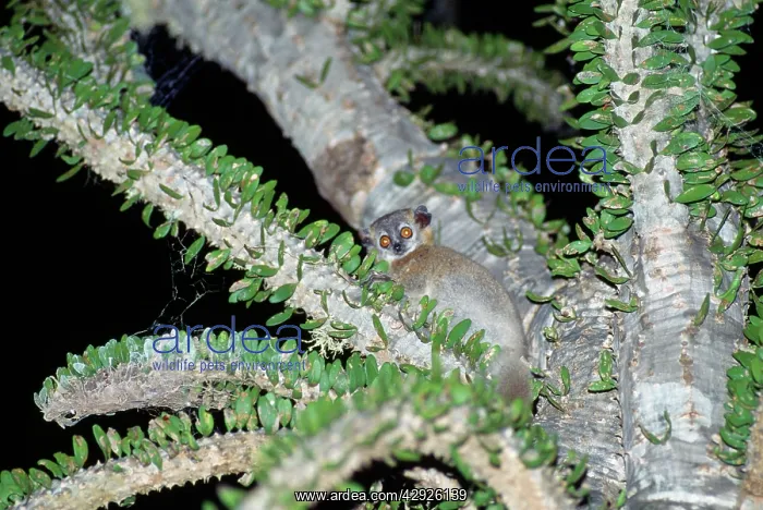 : Sportive Lemur - in Didierea Tree - at night : Sportive Lemur - in Didierea Tree - at night