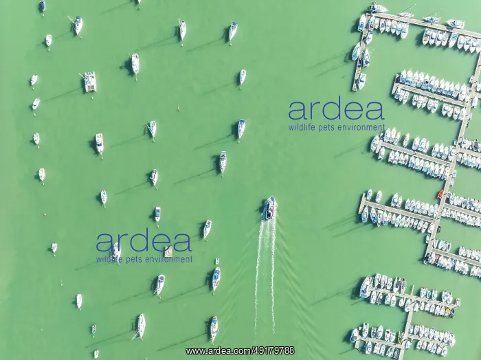 : Sports and fishing boats at the marina of the fishing village of Sancti Petri : Sports and fishing boats at the marina of the fishing village of Sancti Petri