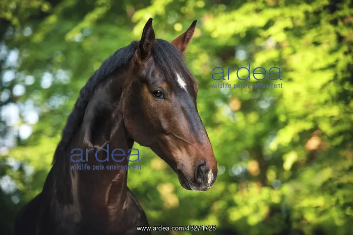 : Sports horse (Equus), animal portrait in front of : Sports horse (Equus), animal portrait in front of