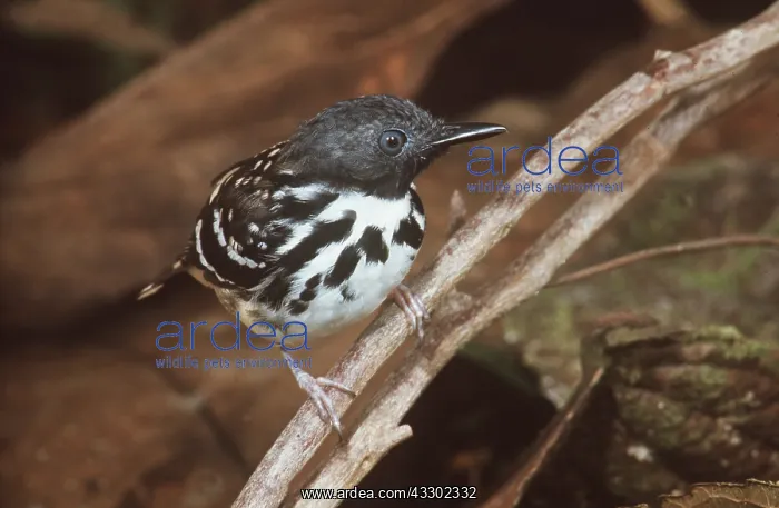 : SPOT-BACKED ANTBIRD - perched on branch : SPOT-BACKED ANTBIRD - perched on branch