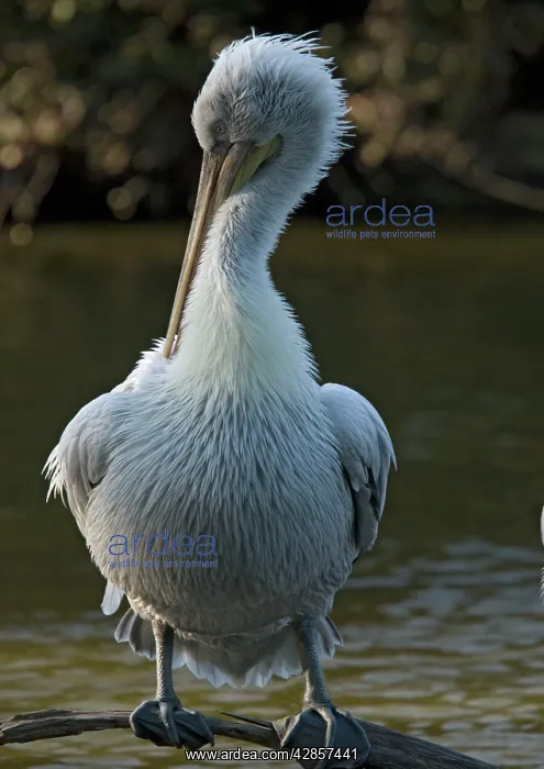 : Spot-billed / Dalmatian Pelican : Spot-billed / Dalmatian Pelican