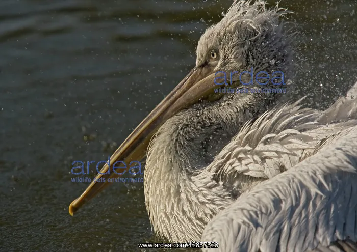 : Spot-billed / Dalmatian Pelican : Spot-billed / Dalmatian Pelican