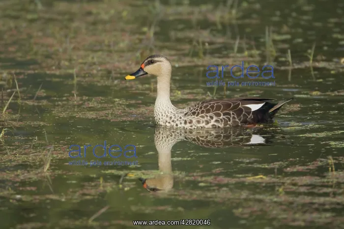 : Spot-Billed Duck : Spot-Billed Duck