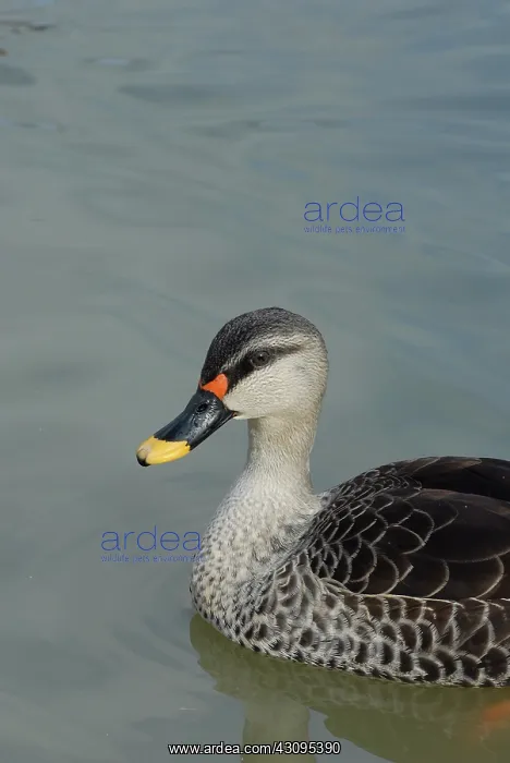  : Spot-Billed Duck