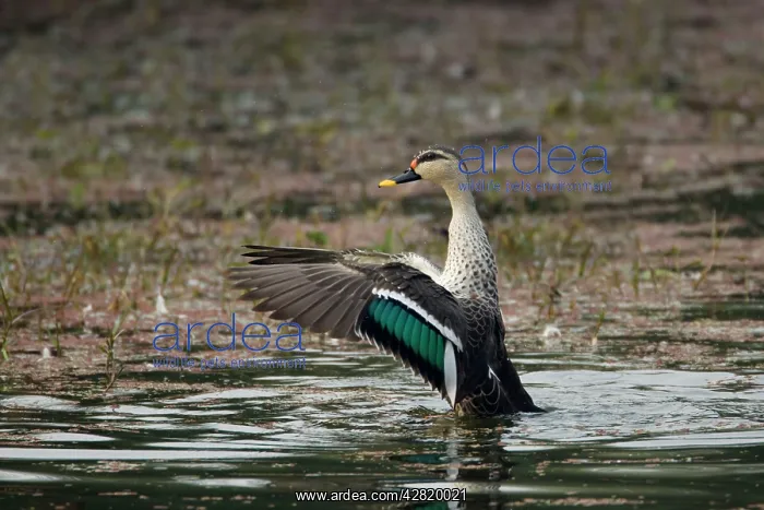 : Spot-Billed Duck - flapping wings after washing : Spot-Billed Duck - flapping wings after washing