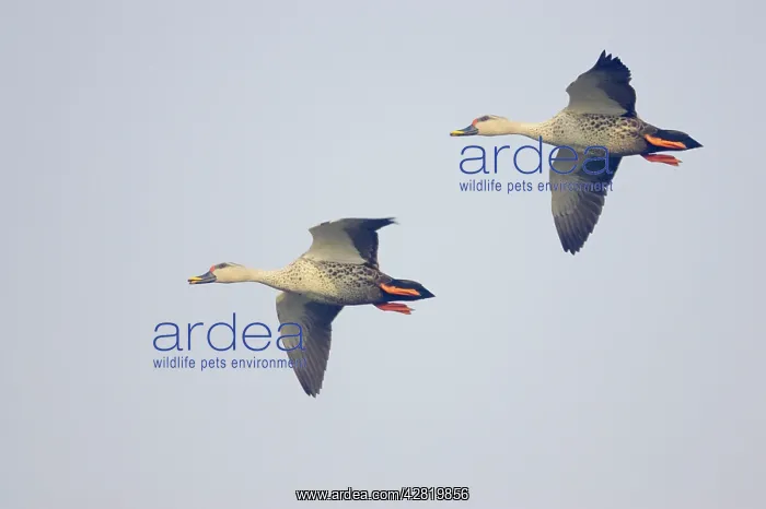 : Spot-Billed Duck - in flight : Spot-Billed Duck - in flight