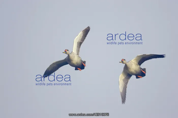 : Spot-Billed Duck - in flight : Spot-Billed Duck - in flight
