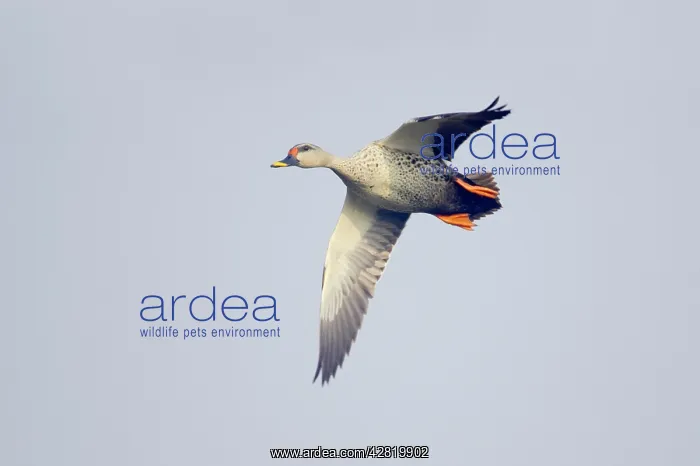 : Spot-Billed Duck - in flight : Spot-Billed Duck - in flight