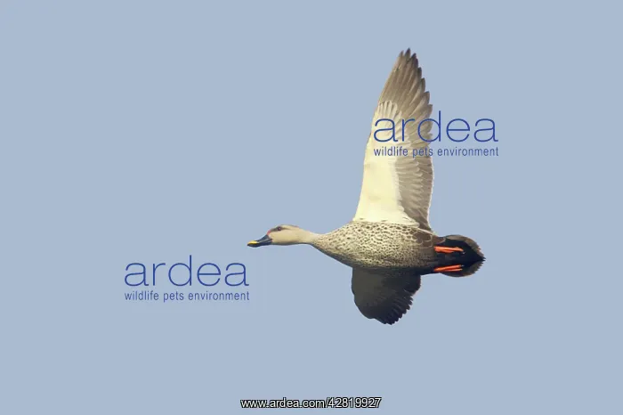 : Spot-Billed Duck - in flight : Spot-Billed Duck - in flight