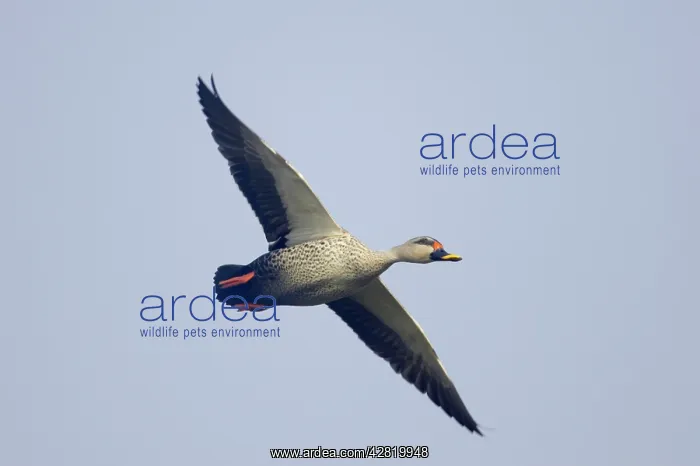 : Spot-Billed Duck - in flight : Spot-Billed Duck - in flight