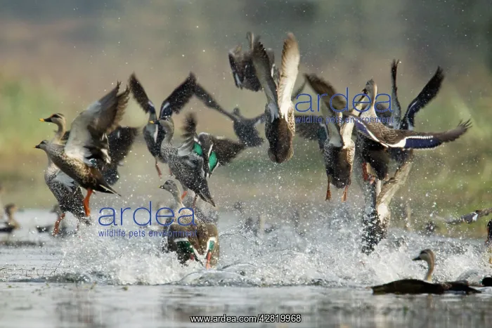 : Spot-Billed Duck - flock taking off in panic : Spot-Billed Duck - flock taking off in panic