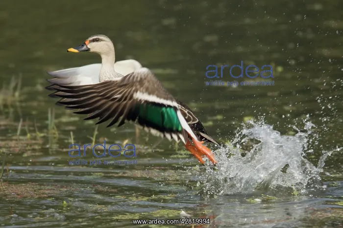 : Spot-Billed Duck - taking off from water : Spot-Billed Duck - taking off from water