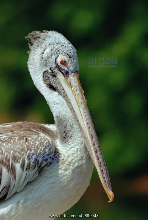 : Spot-billed Pelican - Close-up : Spot-billed Pelican - Close-up