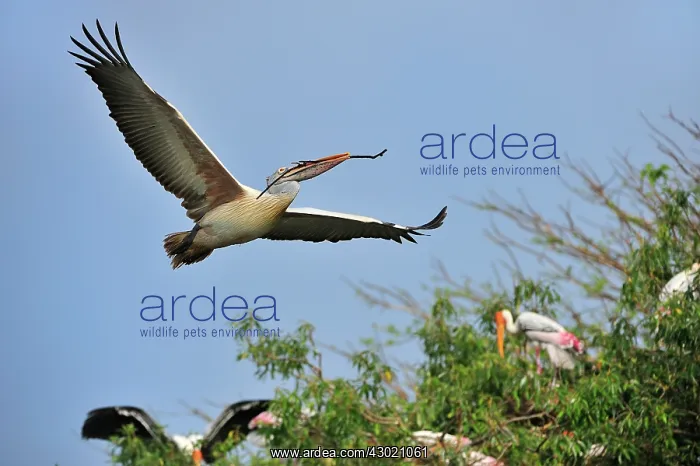 : Spot-billed Pelican / Grey Pelican with nesting : Spot-billed Pelican / Grey Pelican with nesting
