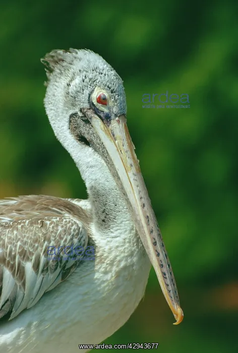 : Spot-billed pelican (Pelecanus philippensis) close-up : Spot-billed pelican (Pelecanus philippensis) close-up