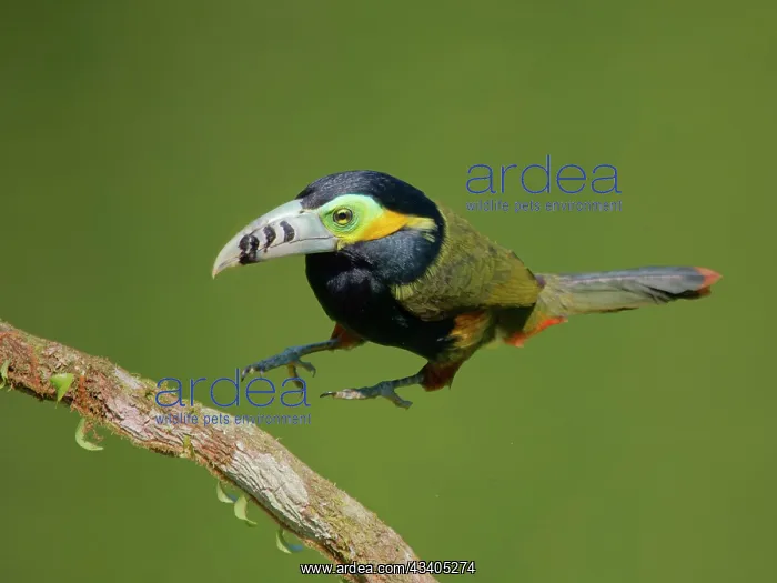 : Spot Billed Toucanet Selenidera maculirostris Atlantic : Spot Billed Toucanet Selenidera maculirostris Atlantic