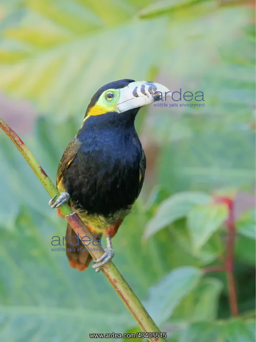 : Spot Billed Toucanet Selenidera maculirostris Atlantic : Spot Billed Toucanet Selenidera maculirostris Atlantic