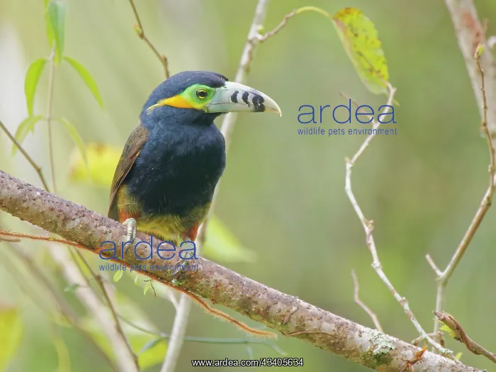 : Spot Billed Toucanet Selenidera maculirostris Atlantic : Spot Billed Toucanet Selenidera maculirostris Atlantic