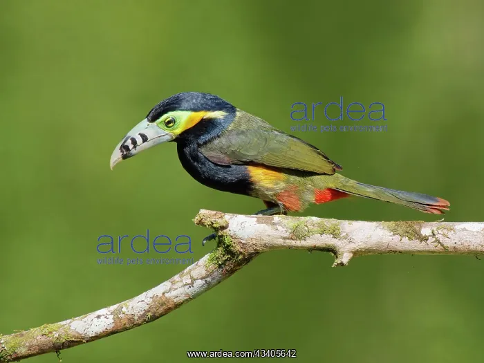 : Spot Billed Toucanet Selenidera maculirostris Atlantic : Spot Billed Toucanet Selenidera maculirostris Atlantic