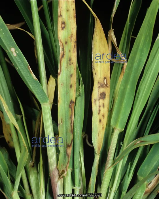 : Spot blotch (Cochliobolus sativus) on barley : Spot blotch (Cochliobolus sativus) on barley