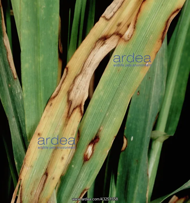 : Spot blotch infection on barley leaves : Spot blotch infection on barley leaves