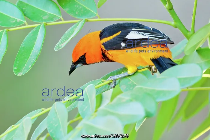 : Spot-breasted Oriole : Spot-breasted Oriole