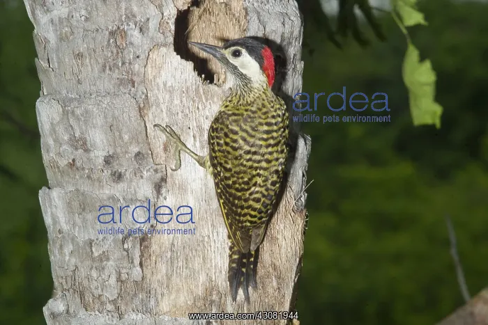 : Spot-breasted Woodpecker : Spot-breasted Woodpecker