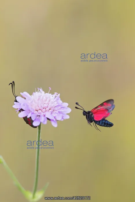 : Six Spot Burnet - in flight : Six Spot Burnet - in flight