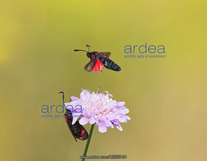 : Six Spot Burnet - in flight over flower : Six Spot Burnet - in flight over flower