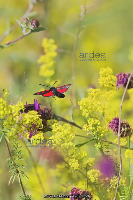: Six Spot Burnet - in flight over meadow : Six Spot Burnet - in flight over meadow
