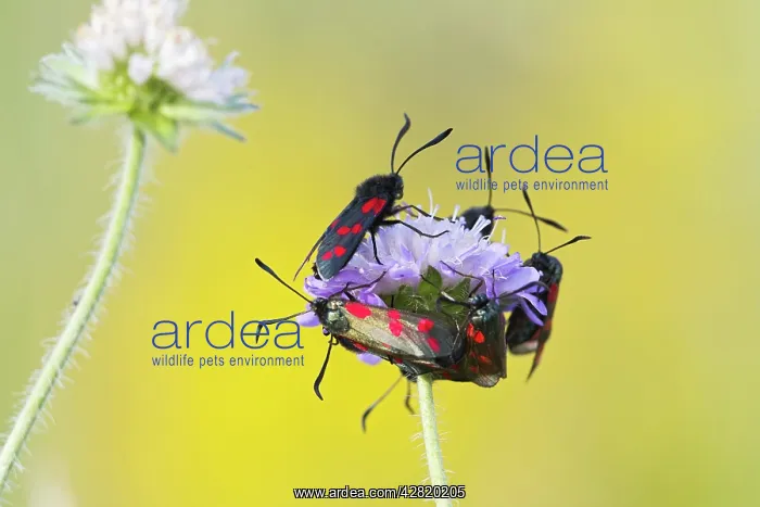 : Six Spot Burnet - group on flower head : Six Spot Burnet - group on flower head