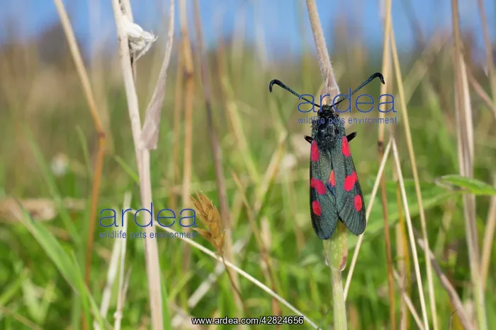 : Five Spot Burnet Moth : Five Spot Burnet Moth
