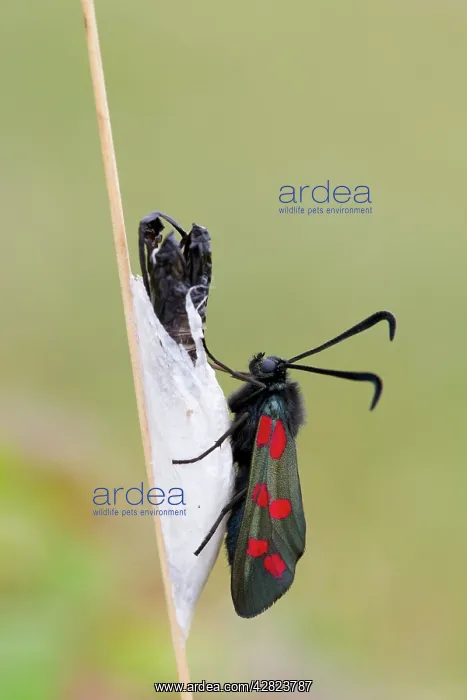 : Six Spot Burnet Moth - Chrysalis : Six Spot Burnet Moth - Chrysalis
