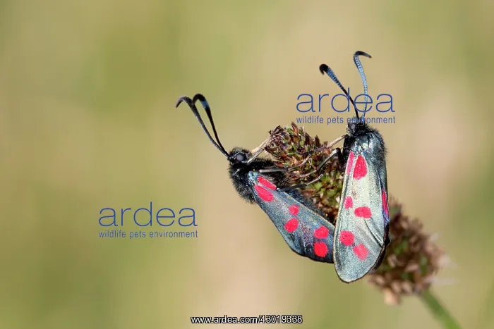 : Six Spot Burnet Moth in summer : Six Spot Burnet Moth in summer